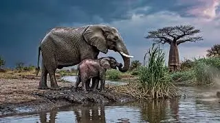 Baby Elephant Trunk Fails Are Too Cute 🐘🤣