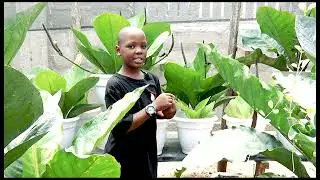 FAHAMU MAUA MAZURI YA NJE YANAYOSTAWI KIRAHISI KUTOKA MAHOA FARM