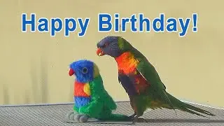 Birthday Video Card - Funny Birds