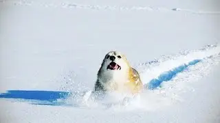 DOGS IN SNOW ★ Dogs Discover SNOW (New Video) (HD) [Funny Pets]