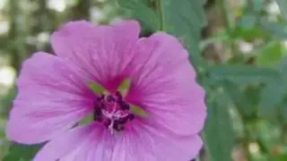 Лекарственные растения Алтей коноплёвый (лат. Althaea cannabina)