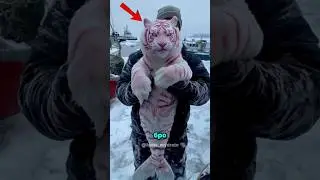 ТОП 5 МИЛЫХ ЖИВОТНЫХ КОТОРЫЕ МОГУТ УБИТЬ ВАС😱😱