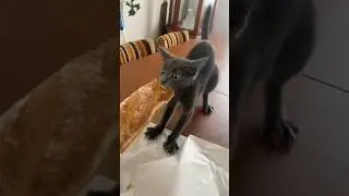 Stubborn cat 🐱 #funny #pets #cat #cats #stubborn #interesting #catlovers