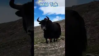 Wild Yak #西藏