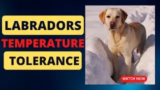 Labrador retriever temperature tolerance | Labrador dog | Labrador Secrets