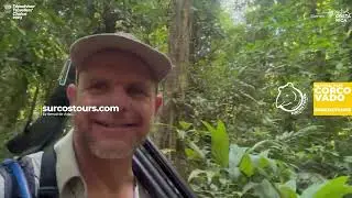 Avistamiento Puma Corcovado | Puma sighting in Corcovado