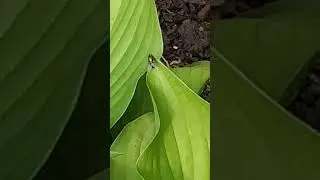 common green bottle fly on plant