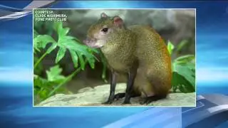 National Zoo animal escapes