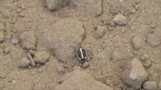 Ovipositional Behavior of the Painted Bug, Bagrada hilaris