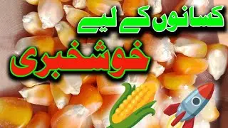 مکئی کے دام آسمان پر 😮 آج کا تازہ ریٹ | Maize prices have soared 😮 Today&rsquo;s latest rate