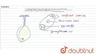 1 male gamete fuse with egg cell nucleus and formed_______