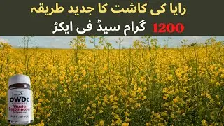 Raya Ki Kasht | Mustard Cultivation | Sarson Ki Kasht