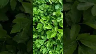 7382 50182