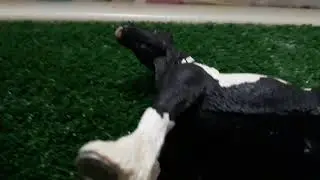 ''Apollo story''-schleich music video