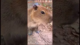 Capybaras Understanding Their Playful Side