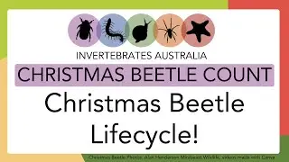 Lifecycle and ecology of Christmas beetles!