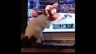 Damn cat made Perc Angle tap