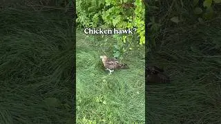 Is this a chicken hawk?