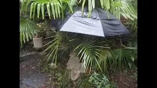 Butia palms tolerate more  winter cold if kept dry