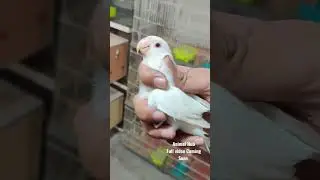 Albino Red Eyes Lovebird Mutation #lovebirdsound #lovebirds #lovebird #lovebirdbreeding