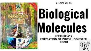 Formation Of Phosphodiester Bond (LEC#19) Polynucleotides Bond Formation in DNA and RNA