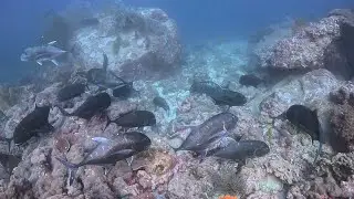 Taichai Pinnacle 09/12/25 North of Similan Islands