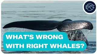 What's wrong with right whales