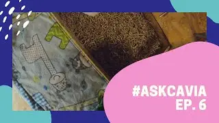 I PORCELLINI D'INDIA puzzano? E perché saltano? #ASKCAVIA ep. 6