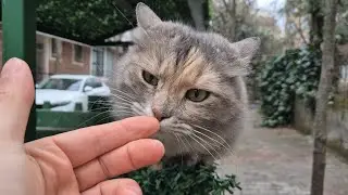 An incredibly cute, fluffy cat with soft, cotton like fur.