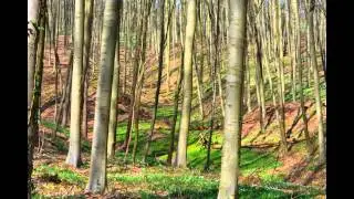 A forest called Hallerbos in Belgium HD 1080 photos