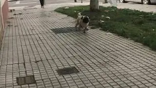 Pug carlino puppy pug carlinos carrera carlino corriendo pugs contento doguillo dog pug extremadura