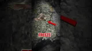 This Bird Freezes Mid-Air&hellip; and It&rsquo;s Not CGI