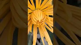 Eskush ra ranggako shikuti misako yumet tihun 