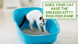 The Dreaded Kitty POO-POO-PAW & how to Fix it!