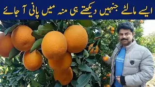 Export Quality Citrus Variety