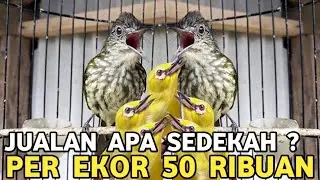 OBRAL ! SIRIH&sup2; GACORAN CUMA 100 RIBU PLECI JATIM NYULAM CUMA 50 RIBUAN DI PASAR BURUNG PRAMUKA 