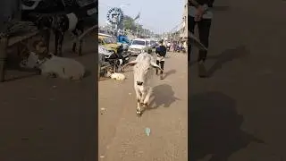 COW ENTRY - JAMAL KUDU #cow #shorts