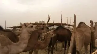 Morocco desert tour