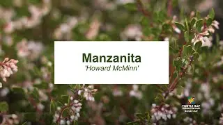 Manzanita - Turtle Bay Botanical Gardens