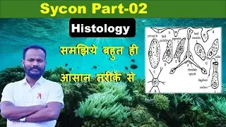 Sycon 02: Histology: By Anand sir