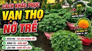 cách khắc phục bông vạn thọ nở trễ hiệu quả 100% - huỳnh cập nhật 