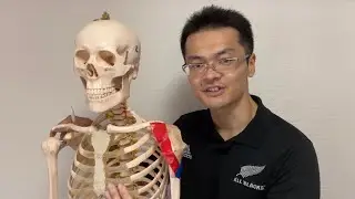 Anatomy of deltoid muscle (English)