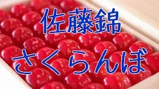お中元さくらんぼ佐藤錦ギフトに、通信販売で果物をお取り寄せ。Sato Nishiki Japanese cherry