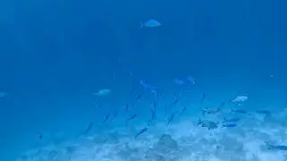 Kudafushi Maldives housereef snorkeling on October 30th 2025 morning
