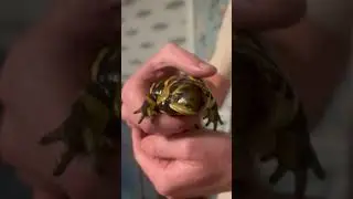 Huge pet tiger salamander