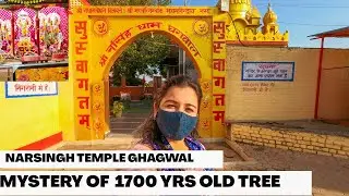 Mystery of 1700 yr old 5 trees, Narsingh temple ghagwal Samba, Jammu places to visit, Jammu tourism
