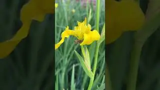 #animalshorts #irisflowers #iris #bumblebee