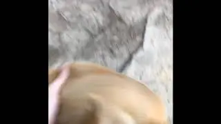 Male Goat sucks himself