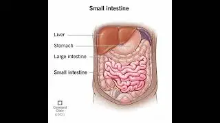 human Digestive system structure #neet #nursing