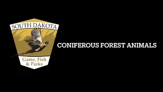 Coniferous Forest Wildlife